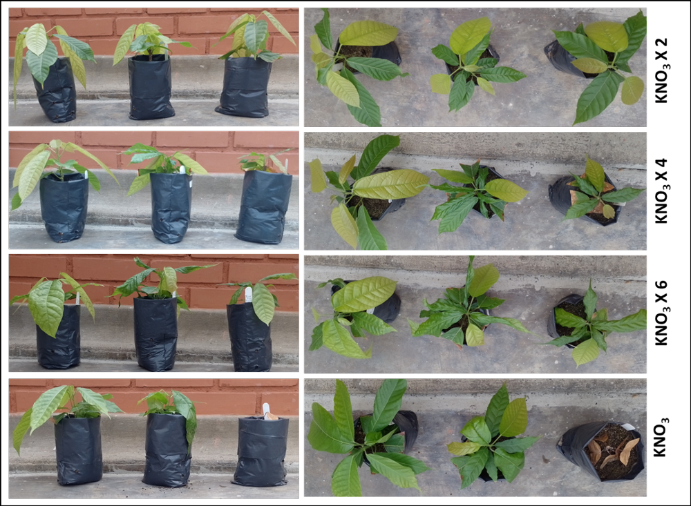 Planters of Cacao micro-cuttings using hydro/aeroponics, showing adaptation to soil under different watering regimes and variation of Potassium Nitrate