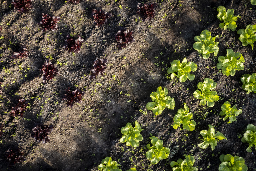 Rows of cabbages