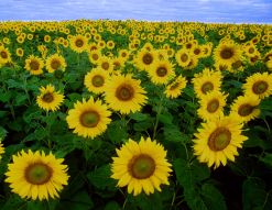 Field of sunflowers