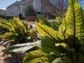 Organic leafy greens growing in the People’s Garden.