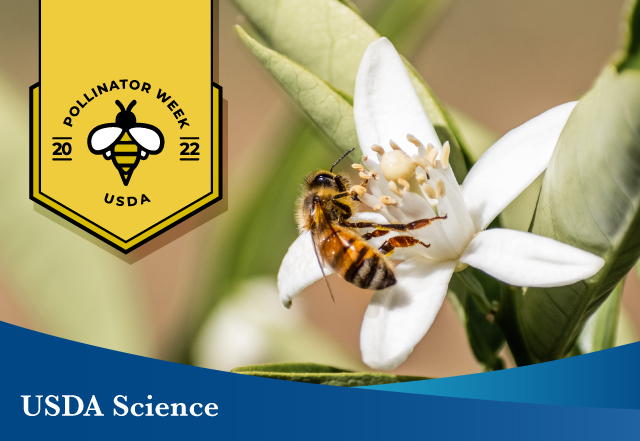 A honey bee feeds on an orange tree blossom