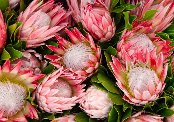 Lush protea