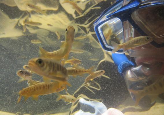 A person looking at juvenile coho salmon