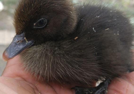 Author Dr. Langston Hull cradles a newly hatched Muscovy duckling