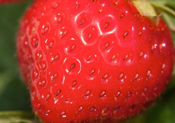 A strawberry