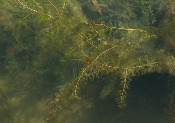 Eurasian watermilfoil