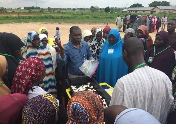 A DehyTray demonstration at a postharvest loss reduction training in Minna, Nigeria