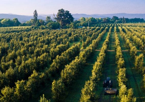 An overhead drone shot of Yoxagoi Orchards