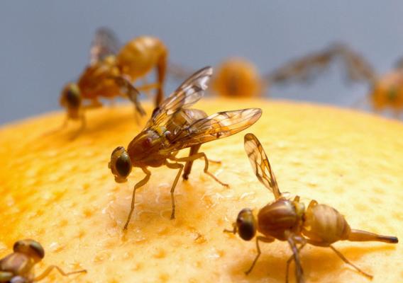 Mexican fruit flies