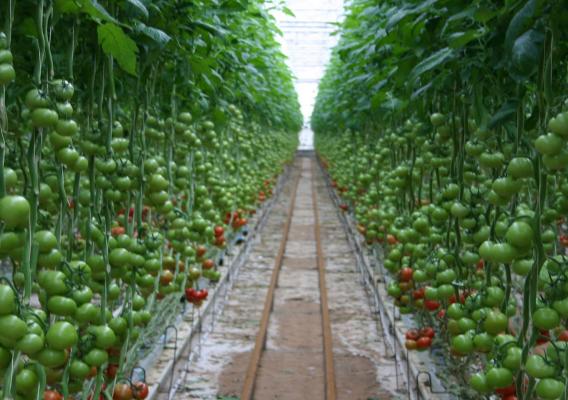 Many rows of tomato plants with green and red tomatoes grown without soil in a hydroponic greenhouse. The plants grow vertically and appear to be suspended from the ceiling