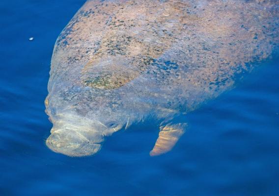 A manatee