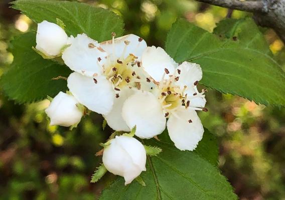 Harbison's hawthorn flowers