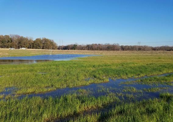 Wetlands