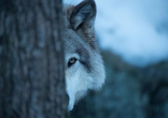 A wolf peeking out of a tree