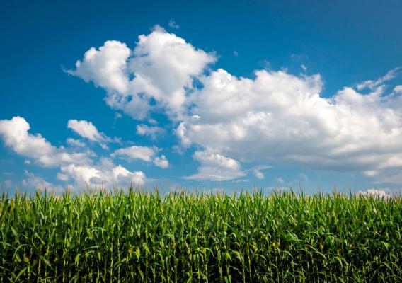 A corn field