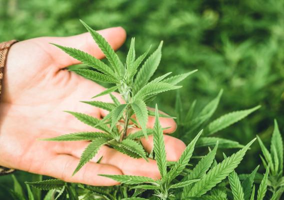 A hand cradles a single hemp plant flower over a larger number of hemp crops