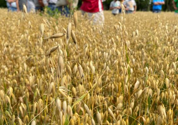 Attendees gather in Alec Amundson's oat field during his Practical Farmers of Iowa field day on July 13, 2021