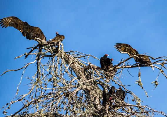 Vultures roosting