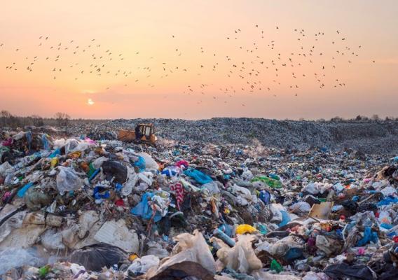 Birds fly over a landfill