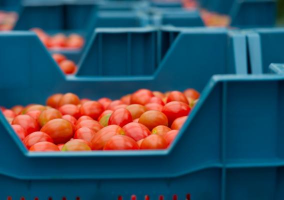 Cherry tomatoes