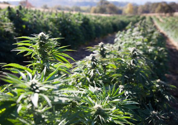 Rows of hemp grown in the open