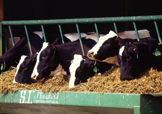 Dairy cows feeding