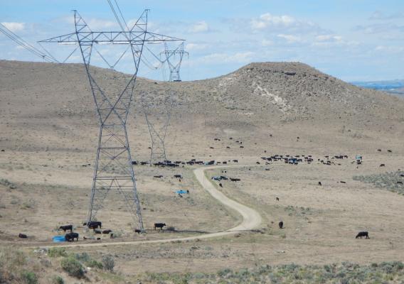 Cattle grazing in a dry area to create a firebreak