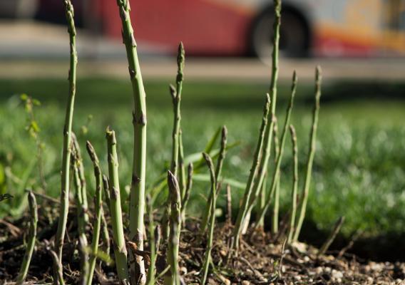 Asparagus at the USDA Headquarters People's Garden