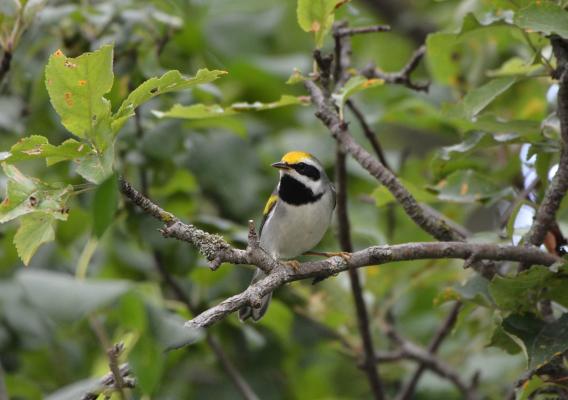 A bird on a branch