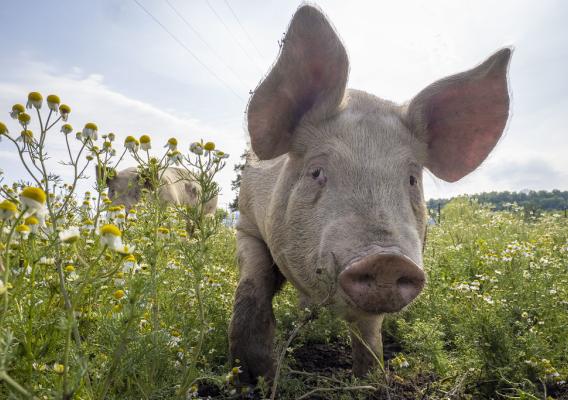 Close-up of pigs