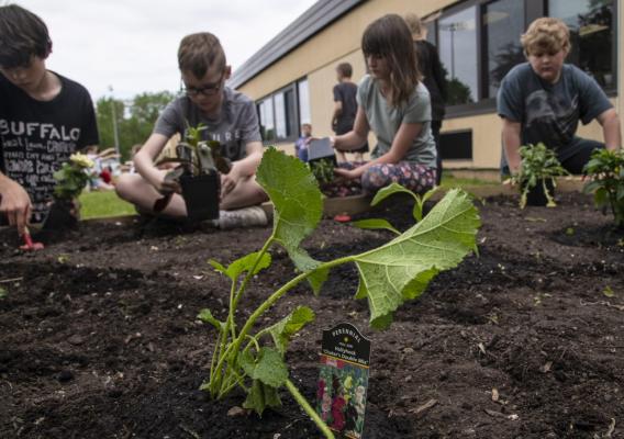 Four children from the Royalton-Hartfield Central School District plant flowers in their school garden