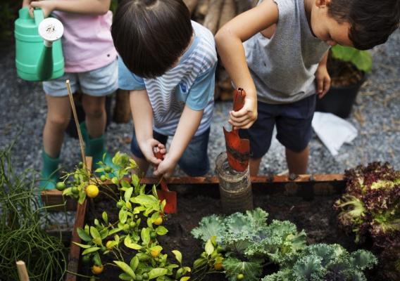 Kids working in a garden bed