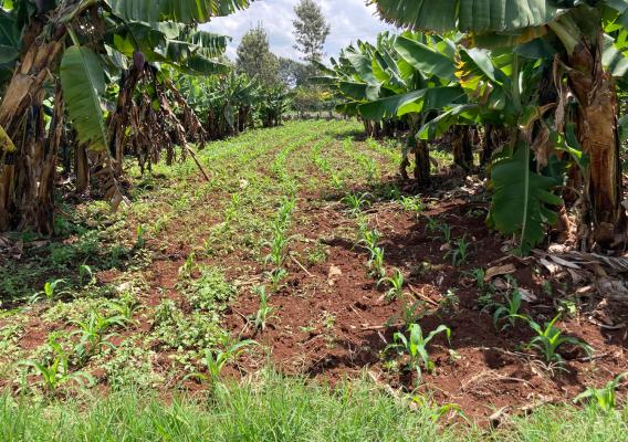 Small scale, mixed-cropping in Kenya