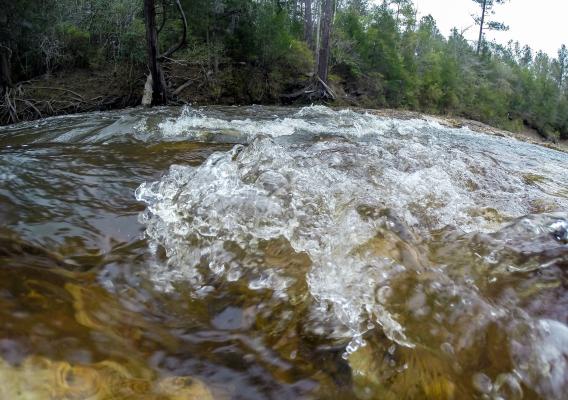 A river in front of a forest