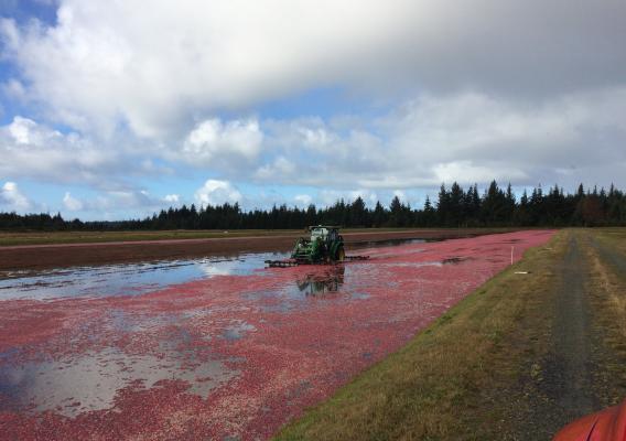 cranberry farm