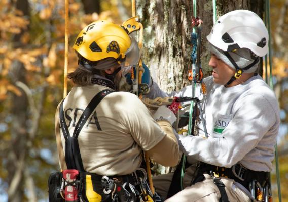 Two USDA workers are in a tree hanging by climbing equipment. The instructor is teaching the student how to secure the knot