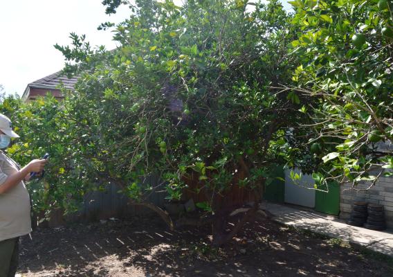 An APHIS CHRP inspector evaluating a backyard citrus tree