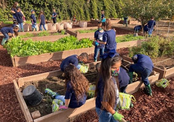 Students tend to their school's garden beds