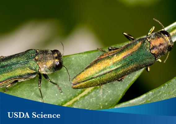 The emerald ash borer