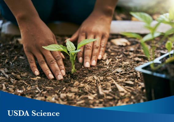 A person putting a plant in the soil