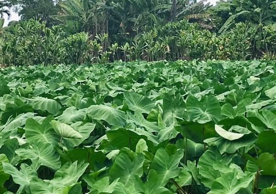 Taro leaves