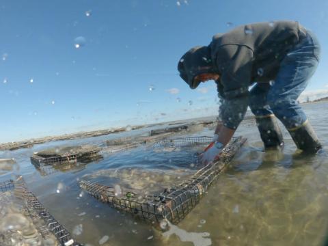 A person handling shellfish