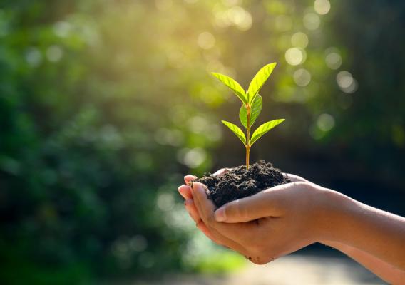 A person holding a plant with soil