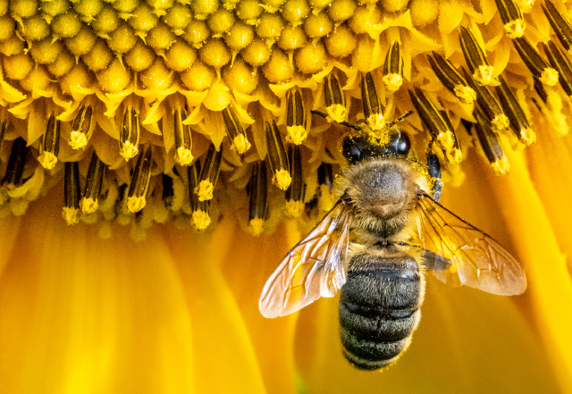 bee on flower