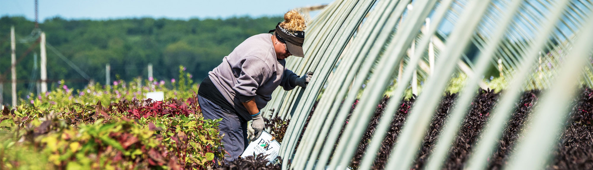 A woman placing shrubs at Prides Corner Nursery